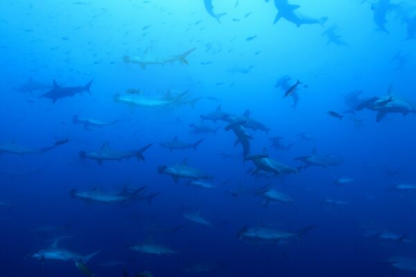 Haie, Mantas & Delfine, Socorro-Archipel/Mexiko - NUR NOCH 3 PLÄTZE!