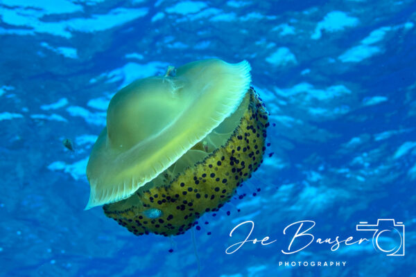 SportDiver_20240906_131757_1920x1280