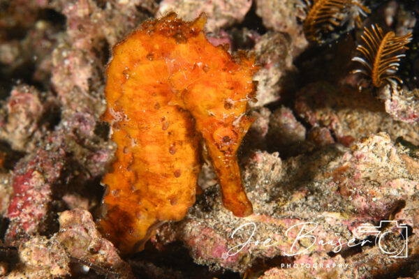DSC_8468_WS