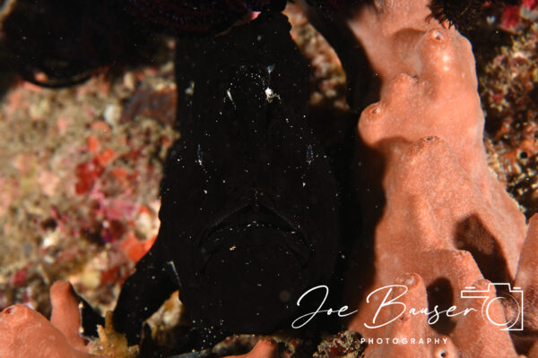 DSC_9387_WS