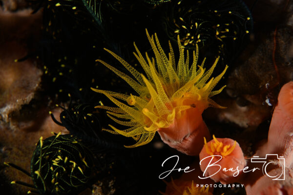 DSC_9404_WS