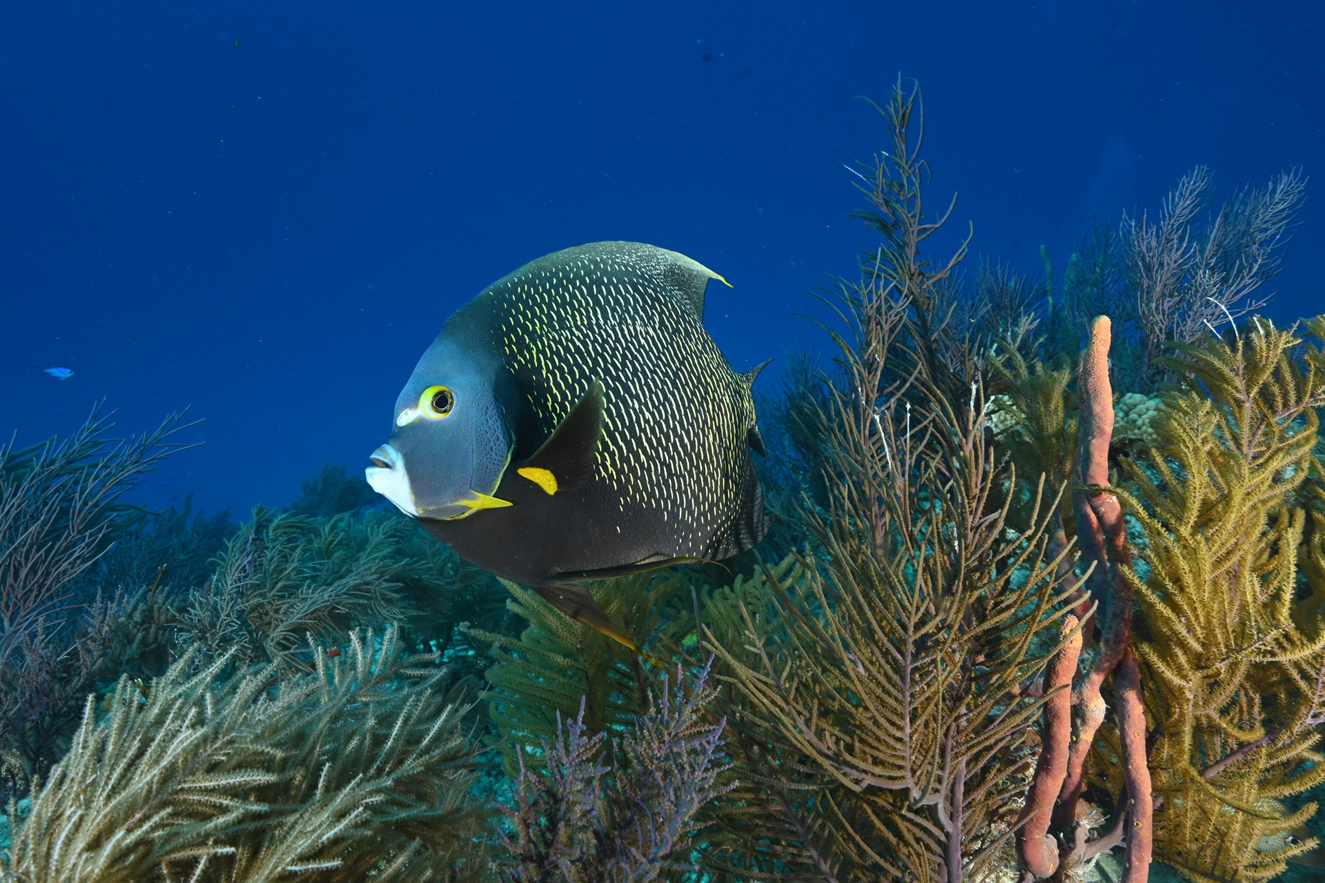 Bonaire, Niederländische Antillen/Karibik