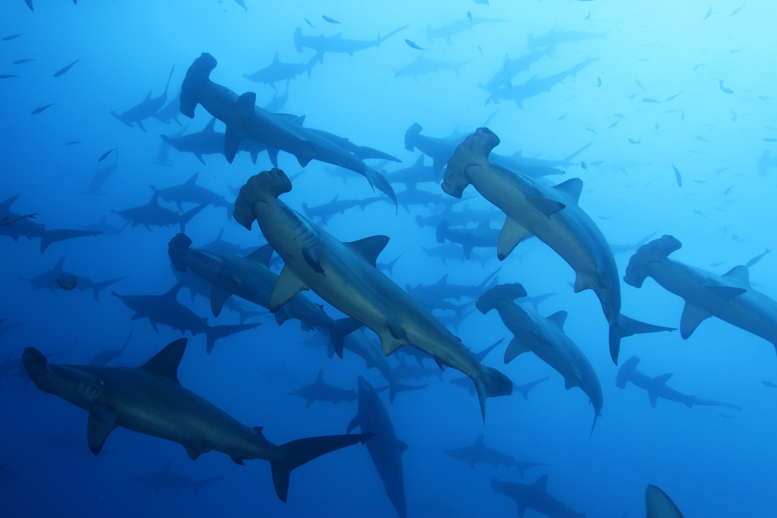 Tauchkreuzfahrt Galapagos Tour 1 – Ausgebucht!