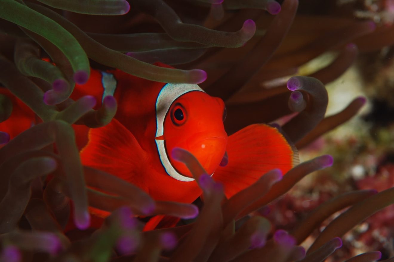 bali-indonesien-alan-anda-diving-center-werner-lau