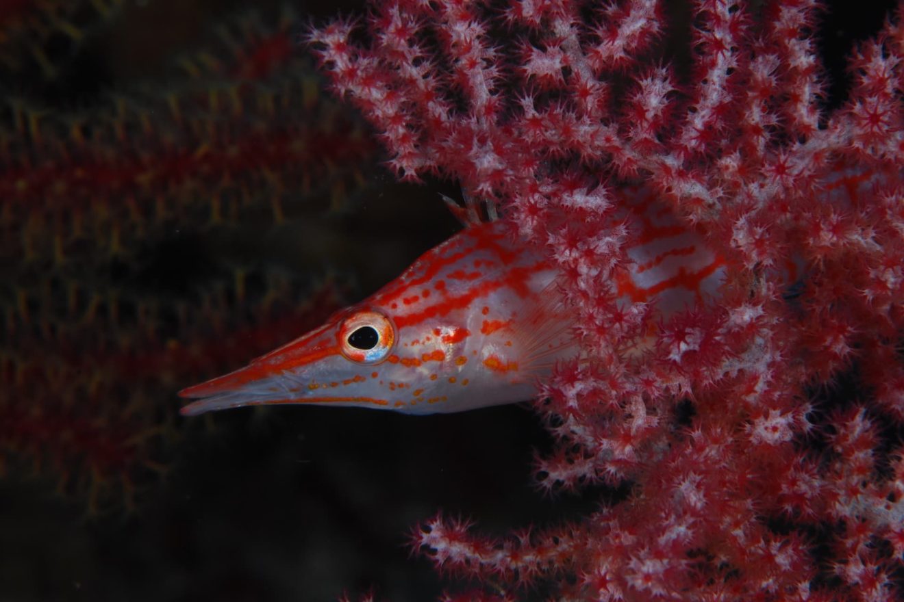 bali-indonesien-alan-anda-diving-center-werner-lau-3